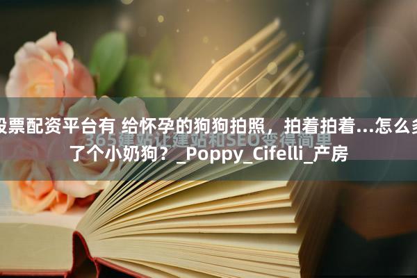 股票配资平台有 给怀孕的狗狗拍照，拍着拍着...怎么多了个小奶狗？_Poppy_Cifelli_产房
