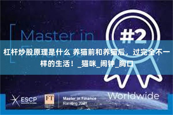 杠杆炒股原理是什么 养猫前和养猫后，过完全不一样的生活！_猫咪_闹钟_胸口